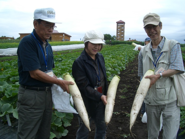 写真3-収穫したダイコン.JPG