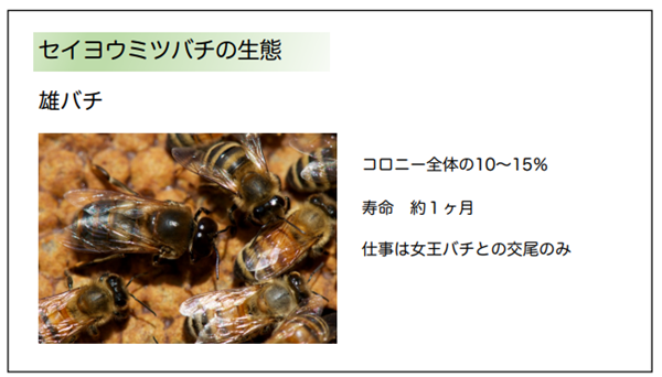 日本ミツバチ1群